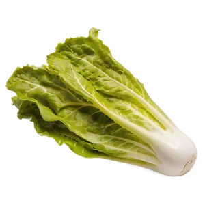 Nutrient-rich Lettuce Png 05242024 PNG image