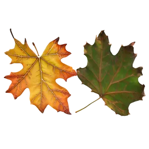 Oak And Maple Fallen Leaves Png 06292024 PNG image