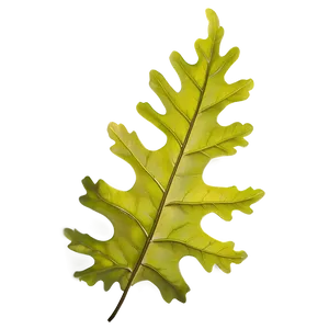 Oak Leaf Collection PNG Pxi