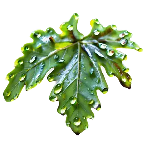 Oak Leaf Dewdrops PNG 52 PNG