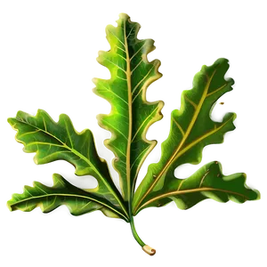 Oak Leaf For Education PNG Bfv