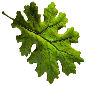 Oak Leaf In Landscape PNG 42