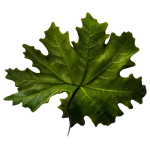 Oak Leaf In Nature PNG 06292024