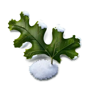Oak Leaf In Snow PNG 06292024