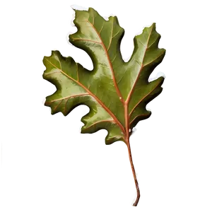 Oak Leaf In Snow PNG Lwy46 PNG