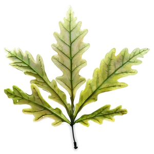 Oak Leaf In Spring PNG 73