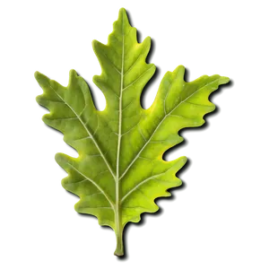 Oak Leaf In Spring PNG Cop