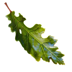 Oak Leaf In Spring PNG Hed66 PNG