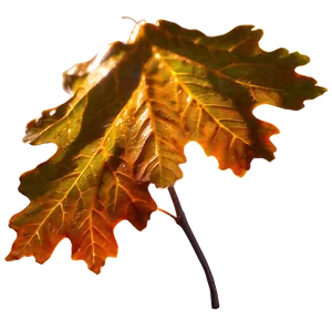 Oak Leaf In Sunlight PNG 06292024