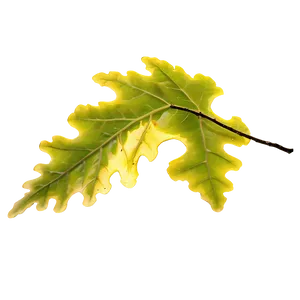 Oak Leaf In Sunlight PNG 94 PNG