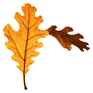 Oak Leaf In Sunlight PNG Bub