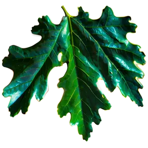Oak Leaf In Sunlight PNG Vby75 PNG