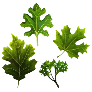 Oak Leaf Isolated PNG 06292024