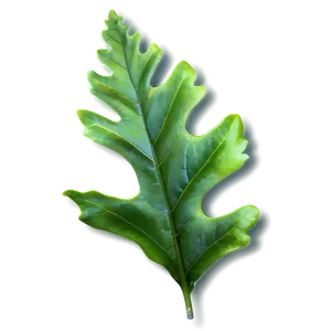 Oak Leaf Isolated PNG Gnl54 PNG