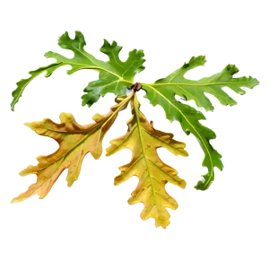 Oak Leaf Isolated PNG Rvx