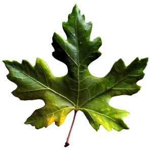 Oak Leaf Isolated PNG Xab PNG