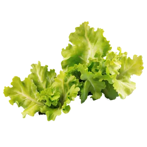 Oak Leaf Lettuce PNG 05242024