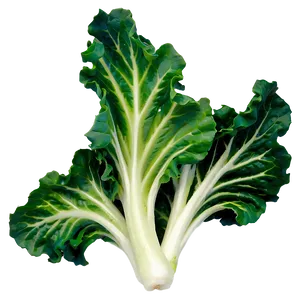 Oak Leaf Lettuce Png Qmq PNG image