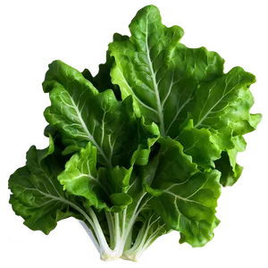 Oak Leaf Lettuce PNG Xim86
