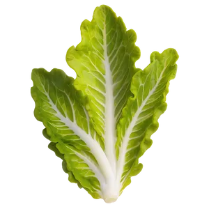 Oak Leaf Lettuce PNG Ycr83