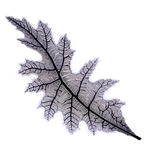 Oak Leaf Veins PNG 06262024