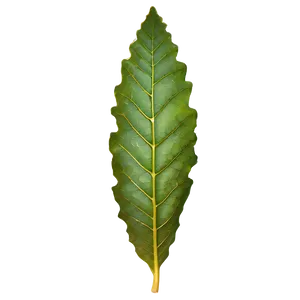 Oak Leaf Veins PNG 06262024