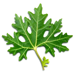 Oak Leaf Veins PNG 97 PNG