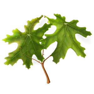 Oak Leaf Wallpaper PNG 06292024