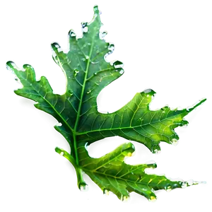 Oak Leaf With Dew PNG 06292024