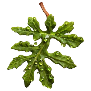 Oak Leaf With Dew PNG Fjq