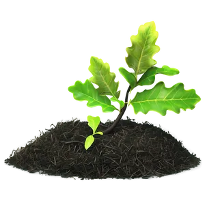 Oak Sapling Growth PNG 34
