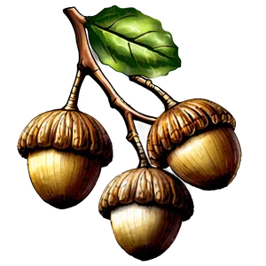 Oak Tree Acorn PNG Fmp
