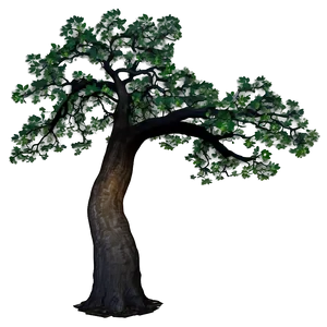 Oak Tree At Dawn PNG 06262024