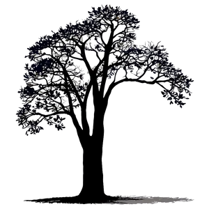 Oak Tree Silhouette At Sunset PNG Mvc6 PNG