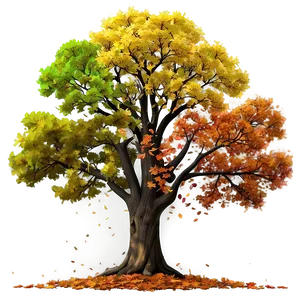 Oak Tree Through Seasons PNG Hhi PNG