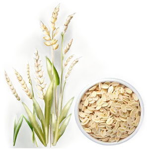 Oats C PNG image