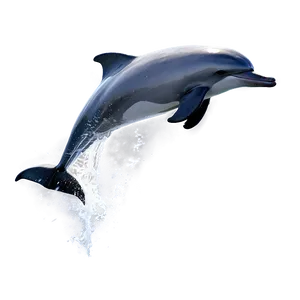 Ocean Dolphin Jump Png Dyt89 PNG image