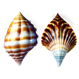 Ocean Seashell Collection Png 05212024 PNG image