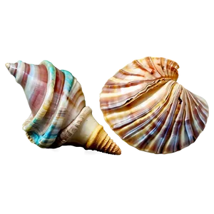 Ocean Seashell Collection Png 32 PNG image