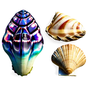 Ocean Seashell Collection Png Egh PNG image
