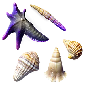 Ocean Seashell Collection Png Gxq62 PNG image