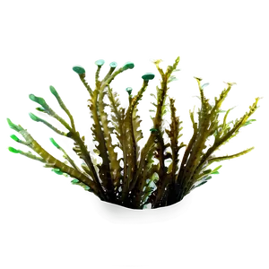 Ocean Seaweed Forest Png Ljx99 PNG image