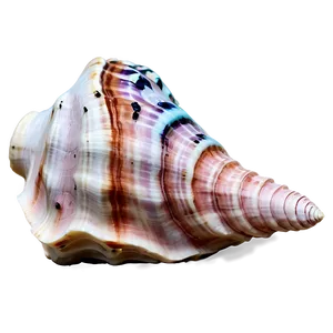 Ocean Themed Conch Shell PNG 06132024 PNG