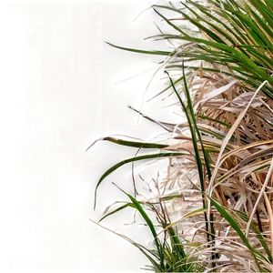 Oceanfront Dune Grass Png Fok13 PNG image