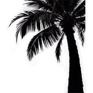 Oceanfront Palm Silhouette PNG 06262024 PNG