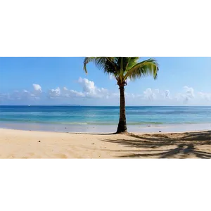 Oceanfront Palm Silhouette PNG Wha62 PNG
