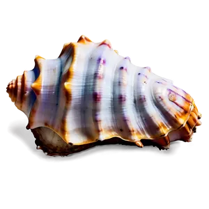 Oceanic Conch Shell Graphic Png 06132024 PNG image