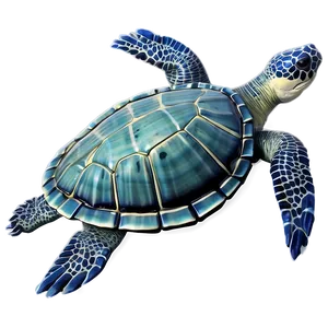 Oceanic Leatherback Turtle Scene PNG 63 PNG