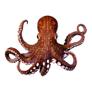 Octopus Camouflage PNG Lkw PNG