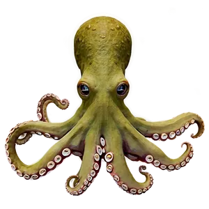 Octopus Family PNG 05062024